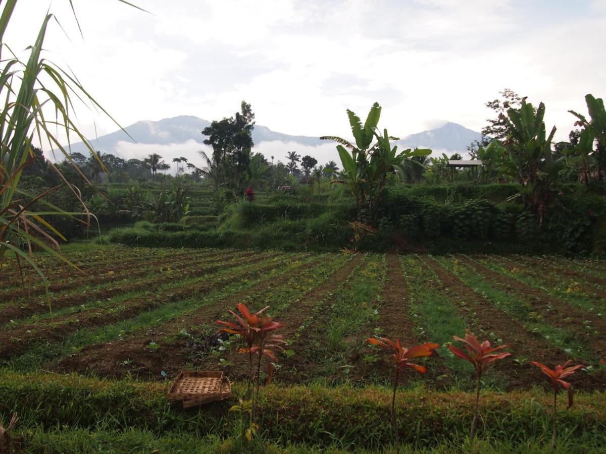Tetebatu Mountain View Homestay Eksteriør billede