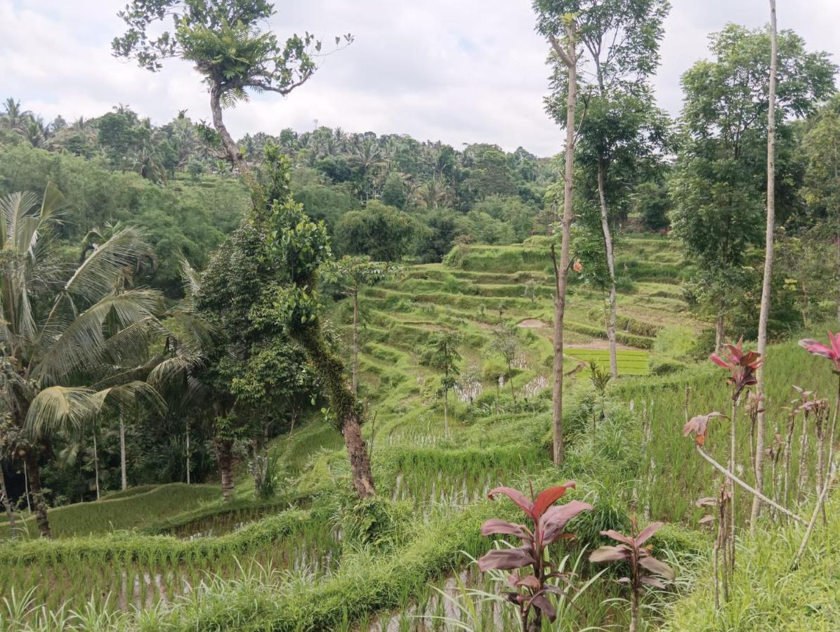 Tetebatu Mountain View Homestay Eksteriør billede